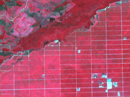 Informatia geometrica si contextuala (3) Aceasta imagine obtinuta cu SPOT arata o plantatie de palmieri din Riau, Sumatra.