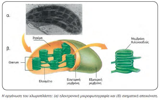 Χλωροπλάςτεσ Γίνεται θ φωτοςφνκεςθ Είναι τα οργανίδια όπου γίνεται η μετατροπή τησ ενζργειασ ςε μορφή που μπορεί να αξιοποιηθεί από το κφτταρο.