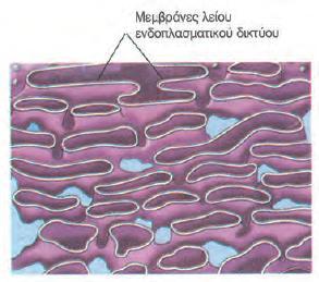 1β. Λείο ενδοπλαςματικό δίκτυο Αποτελεί ςυνζχεια του αδροφ δεν ζχει όμωσ ριβοςϊματα και