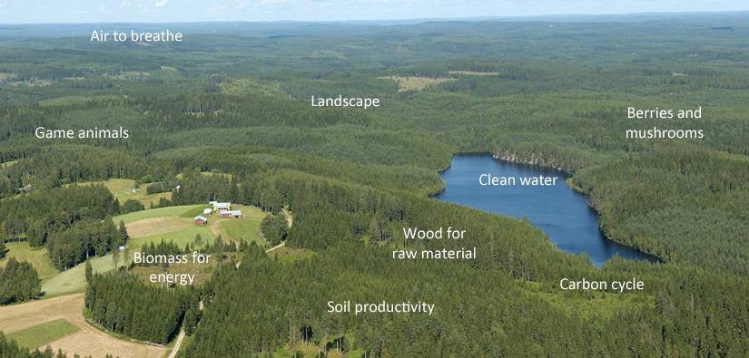 Παραδείγματα οικοσυστημικών υπηρεσιών των δασών Θηράματα Καθαρός αέρας Αισθητική του τοπίου Μούρα και