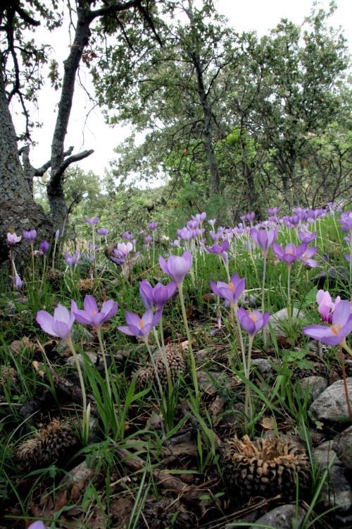 600 km ακτογραμμής (η μεγαλύτερη στη Μεσόγειο) Δύο βασικοί τύποι βιοκλίματος (Μεσογειακό,