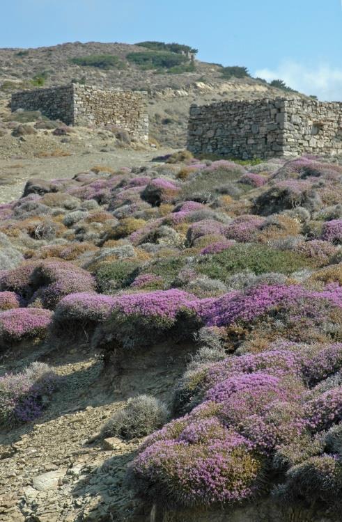 Τα μεσογειακού τύπου οικοσυστήματα καλύπτουν περισσότερο από το 90% της Ελλάδας.