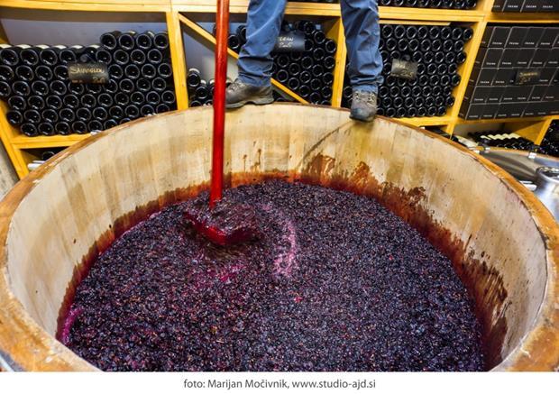 VINO (fenolne spojine) Vinifikacija -Vsebnost pečk, kožic, pecljev