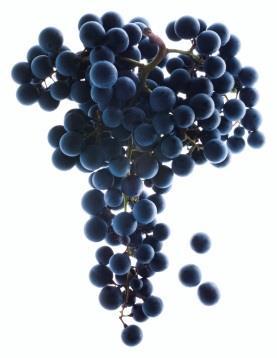 -Tla -Osvetljenost -Temperatura Grozdje Sorta Vinogradniški