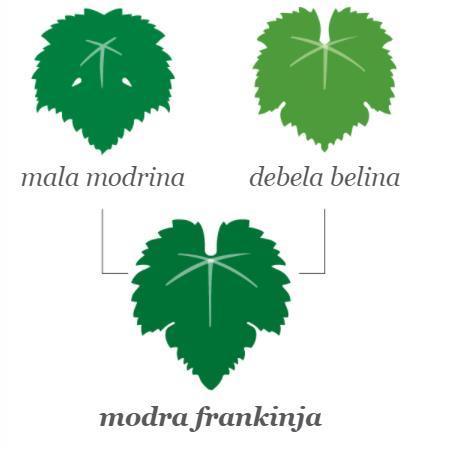 MODRA FRANKINJA - V Sloveniji posajena na 688 ha (RKG 2015), Štajerska Slovenija 149ha, Dolenjska 279ha, Bizeljsko-Sremič 169ha, Bela Krajina 75ha, Prekmurje 16ha - 4.