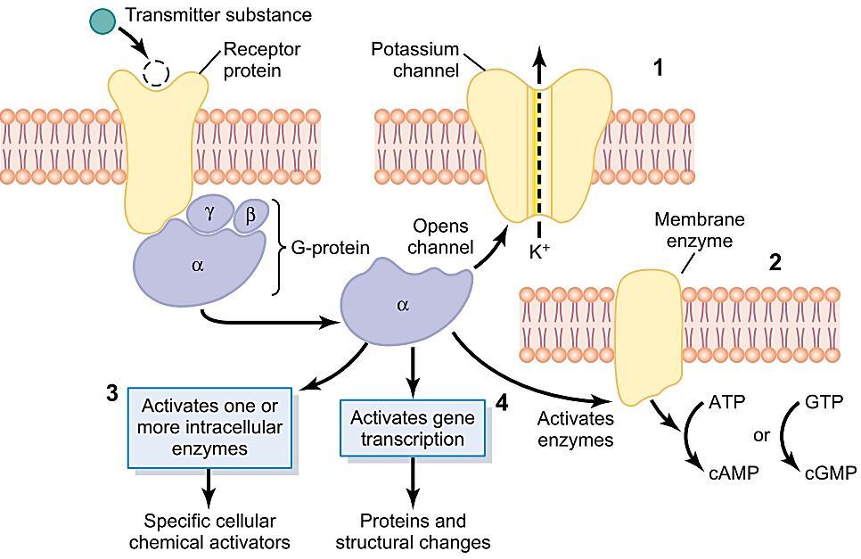 Јонофорни компоненти на рецепторот Системи за активација на секундарен