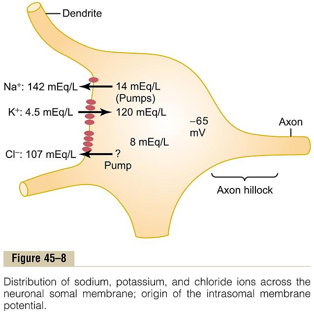 Ексцитаторни или инхибиторни рецептори во постсинаптичката мембрана стимулирање или кочење на нервната активност Ексцитација Отворање на натриумови канали Намалена пропустливост за K + и/или Cl -