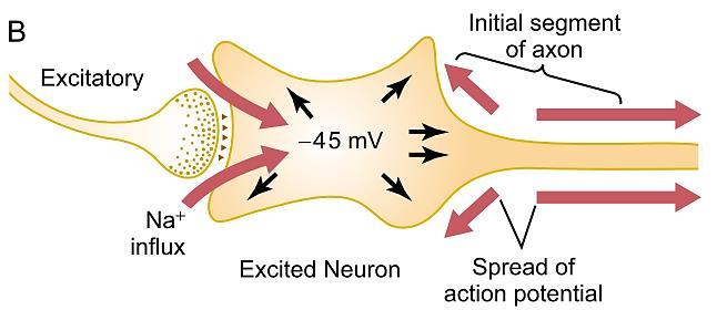 Електрични случувања за време на ексцитацијата на невроните EPSP -