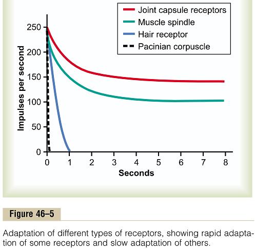 Адаптација на рецепторите кон константни стимули Разлики во брзината и степенот на