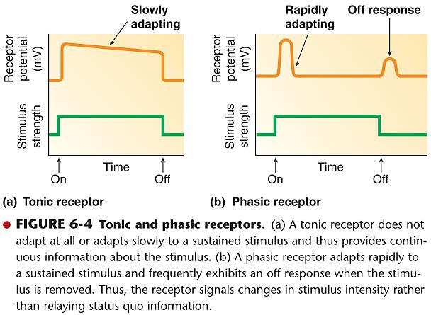 Брзо-адаптирачки рецептори ( фазни ) регистираат промени во силата на стимулот (стимулирани од промената) Примери Пачиниеви телца Рец.