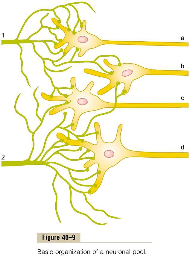 неврон може да биде поврзан со 5-10 000