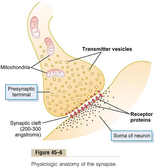 Физиолошка анатомија на синапсите Претсинаптички завршетоци (копчиња; синаптички јазолчиња; терминали; булбуси) Механизам со кој акционите потенцијали предизвикуваат ослободување на трансмитери од