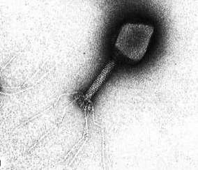 Bacteriófago (virus que parasita a bacterias) Unha excepción da