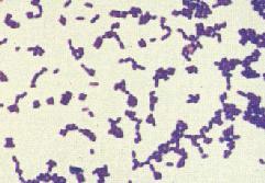 Células eucariontes