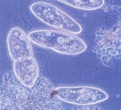 Microscopio de contraste de fases Permite observar células sen