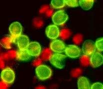 Microscopio de Fluorescencia