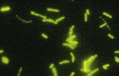 de estructuras fluorescentes,