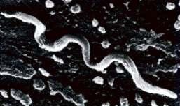 Microscopio