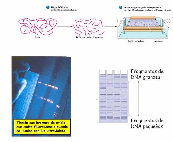 Rotura do del ADN por encimas enzimas de restricción restriccción Electroforese dos fragmentos de ADN en xel de agarosa As bandas poden visualizarse ó tinguir o