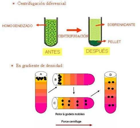 CENTRIFUGACIÓN Consiste en someter a unha mezcla