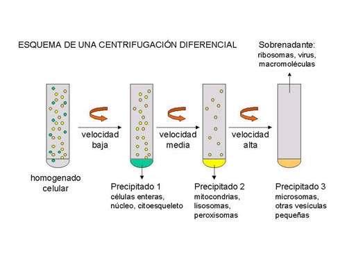 O coeficiente de sedimentación é unha constante característica de cada orgánulo ou macromolécula e as súas unidades danse en Svedbergs, tomando o nome do seu