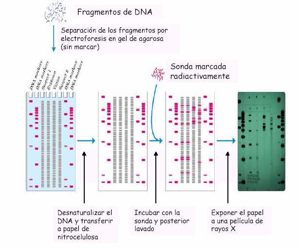 Separación dos fragmentos de ADN por electroforese en xel de agarosa (sen marcar) 32P Autorradiografía de ADN