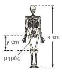 (αʹ) Ενας ανθρωπολόγος ανακαλύπτει ένα μηριαίο οστό μήκους 38, 5cm που ανήκει σε γυναίκα. Να υπολογίσετε το ύψος της γυναίκας.