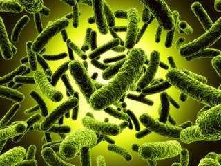 Εικόνα 1.8: Bordetella pertussis [http://www.gla.ac.