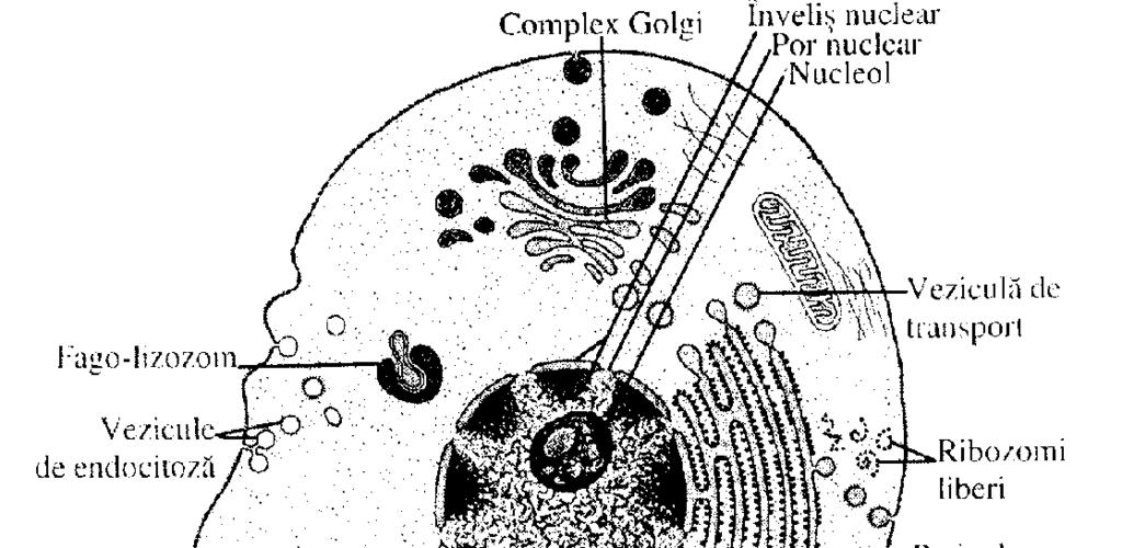 1.2.2. Structura şi ultrastructura celulei În ceea ce priveşte structura microscopică, celula este alcătuită din trei componente principale: membrană celulară, citoplasmă şi nucleu (fig. 2)