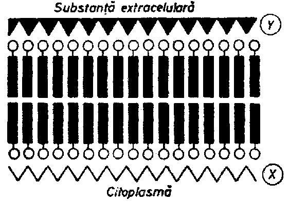 Noţiunea de membrană celulară a apărut la sfârşitul secolului al XIX-lea, în perioada 1885-1888, în lucrările lui Hugo de Vries (1848-1921) şi W. Pfeiffer (1845-1920).