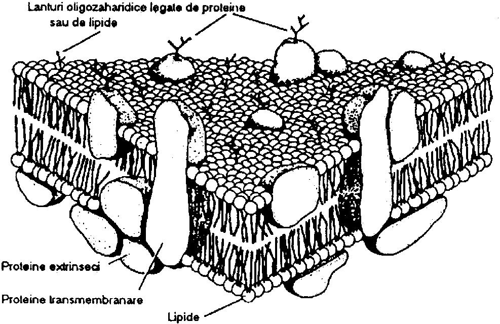 Proteinele se dispun pe suprafaţa lipidelor în aşa numita configuraţie de tip beta (foaie pliată).
