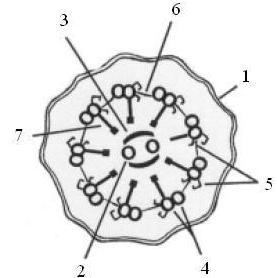 Fig. 7.