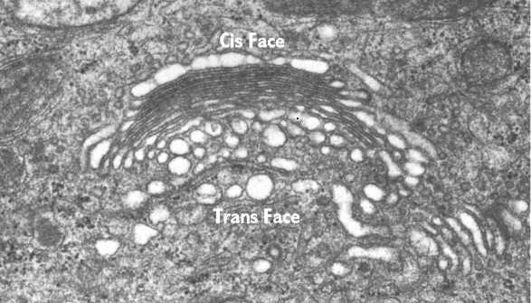 compartimentul median în care se face glicozilarea proteinelor şi a lipidelor; compartimentul trans orientat spre membrana plasmatică este reprezentată de faţa concavă, numită şi faţa elaboratoare