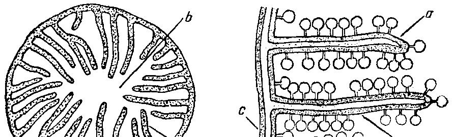 Fig. 15. A, B - Secţiune transversală prin mitocondrie şi detaliu structural al membranei interne cu oxizomi ( după Dinulescu şi colab.