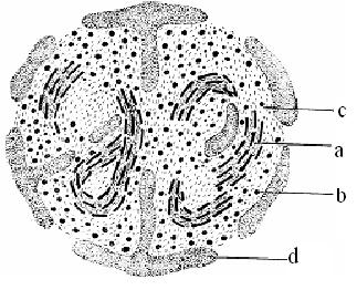 Fig. 22. Nucleolul - ultrastructură (după Bernhard, 1958, din Diculescu şi colab., 1970): a pars fibrosa; b pars granulosa; c pars amorpha; d pars chromosoma.