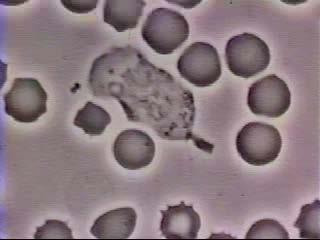 Biomechanics: at the Cellular Level Neutrophil chemotaxis