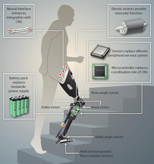 Prosthetics: The Future Robotic Leg The C-Leg : A
