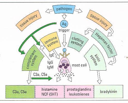 Eksudācija iekaisuma patoģenēzē : plazmas sistēmas un iekaisuma mediatori Plazmas kaskādes jeb