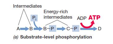 Sinteza ATP tokom fermentacije - Fosforilacija na nivou supstrata ATP se sintetiše u toku katabolizma organskog supstrata Neorganski fosfat se vezuje za intermedijer