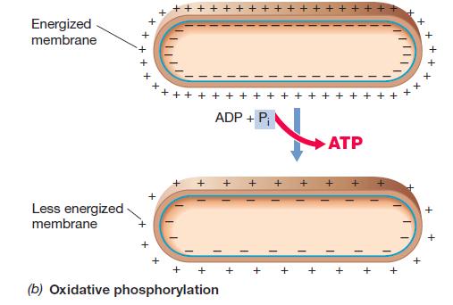Sinteza ATP tokom disanja - oksidativna fosforilacija ATP se sintetiše u toku katabolizma organskog supstrata (hemoorganotrofi) u procesu: - aerobnog disanja -