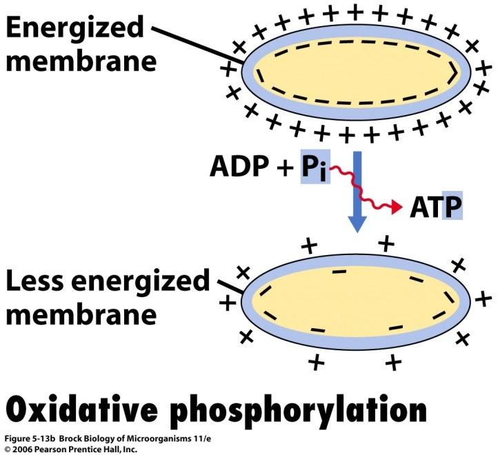 Oksidativna fosforilacija proton motive force PMF: hemiosmoza Sinteza ATP vezana za PMF (transport elektrona) kroz membranu Elektrohemijski potencijal membrane - unutrašnja strana negativna i alkalna