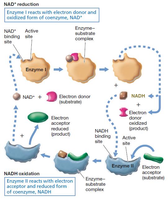 Komponente za prenos elektrona 1. NADH dehidrogenaza (na unutrašnjoj strani membrane) - prenosi 2e - + 2H + sa NADH (nastalog u toku različitih procesa) do flavoproteina.