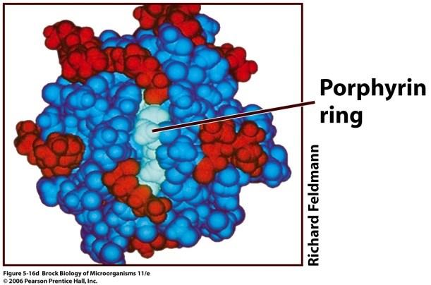 proteini koji sadrže hem (kao nosilac Fe) kao prostetičnu grupu