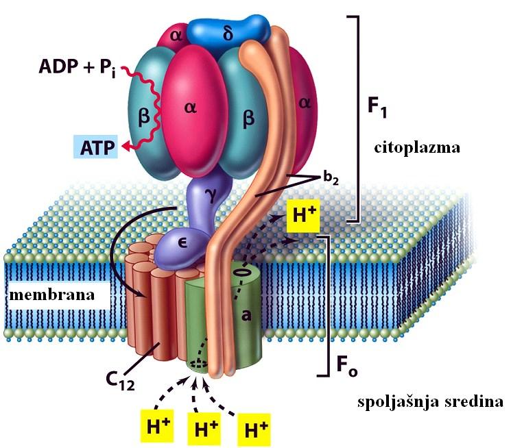 Sinteza ATP ATP-sintetaza (kompleks V) F 0 membranski ab 2 c 12 kompleks, H + kanal F1 3 3 γεδ kompleks okrenut ka citoplazmi, katalizuje reakciju ADP + Pi ATP 3-4 H + za 1