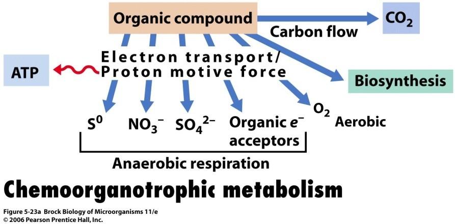 Kataboličke alternative - Anaerobno disanje Korišćenjem alternativnih akceptora elektrona