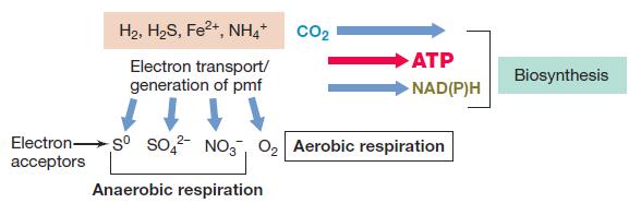 Kataboličke alternative - Hemolitotrofija neorganska jedinjenja kao donori elektrona aerobni proces koji započinje