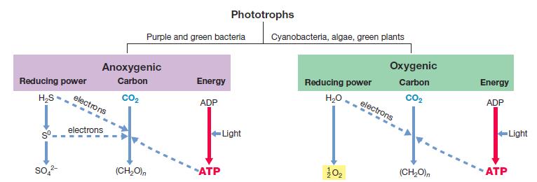 Fotosinteza fototrofija korišćenje svetlosti kao izvora energije neophodni pigmenti - hlorofili - fotoautotrofi (izvor ugljenika za biosinteze - CO