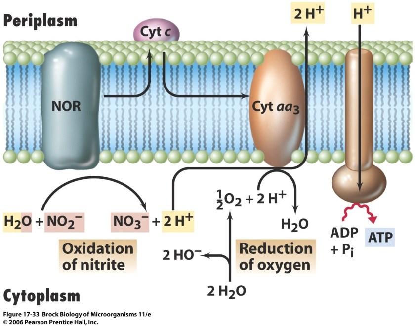 Nitrosomonas i Nitrobacter kompletna oksidacija NH3 tandem mikroorganizmi -