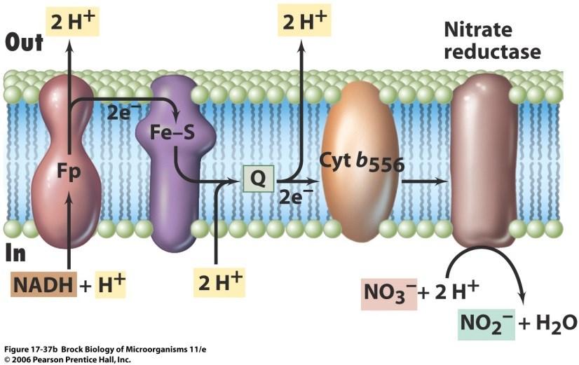disanje azotna jedinjenja kao akceptori elektrona nitrat