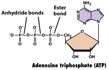 fosforilisanih jedinjenja (npr.